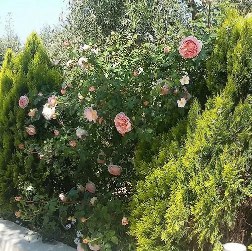 아파트 Agriomata Vergas 칼라마타